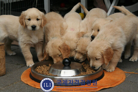 유기견·반려동물 화식 관심자 대상 ‘무료수강’ 펫푸드전문가 자격증 과정 운영