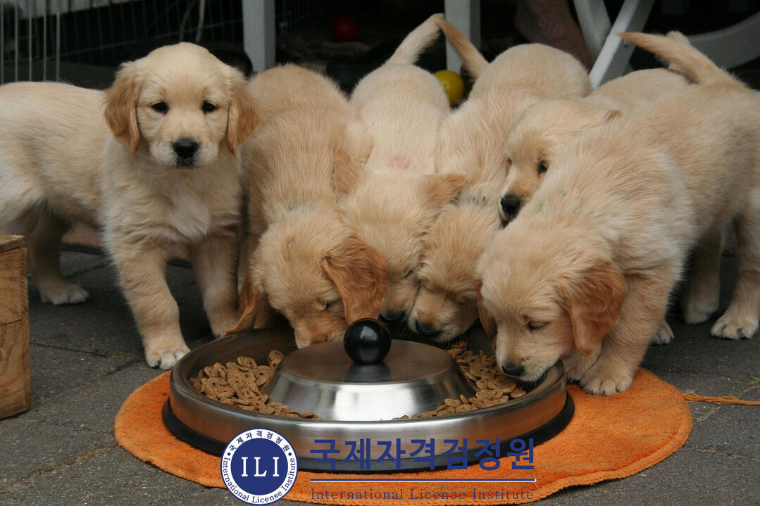 유기견·반려동물 화식 관심자 대상 ‘...